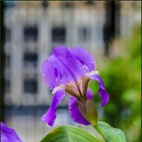 Июнь. Цветение ирисов :: Наталья Rosenwasser