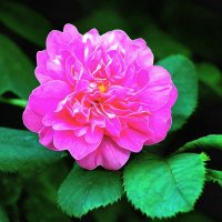 *** :: Леонид leo *** :: Леонид leo