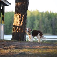 Теплые тени :: liudmila drake Теплые тени :: liudmila drake