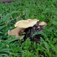 Пенек. :: Венера Чуйкова