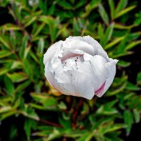 Пион :: Юрий Яловенко