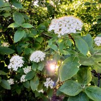 Солнышко поймалось. :: Лия ☼