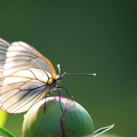 бабочка :: tamara kremleva
