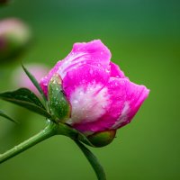 Цветочек :: Александр 