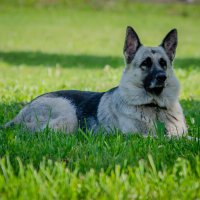 Сторож :: Александр Бочериков