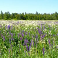 Лето! :: Анна Воробьева Лето! :: Анна Воробьева