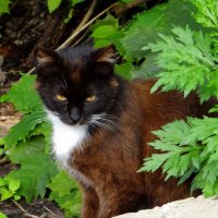 Кузьмич :: Антонина Гугаева