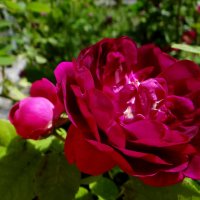 Розочки :: Антонина Гугаева