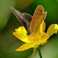 опять про бабочек 41 :: Александр Прокудин