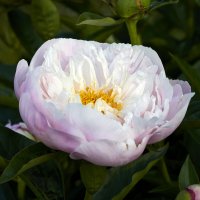 Пион Смущённая принцесса :: Минихан Сафин