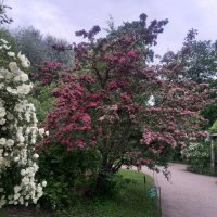 Лето :: Сапсан Лето :: Сапсан