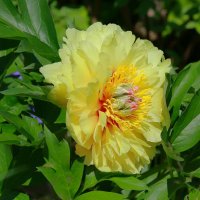 июнь - пион зацвел ... :: Andrey Bragin 