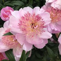 Ароматные красавчики) :: Любовь 