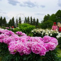 Пионы в ботаническом саду :: Ольга 