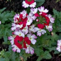 Вербена :: Veera V