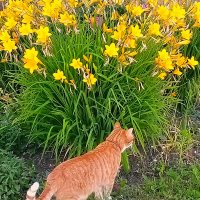 Солнечный кот :: Сергей Кочнев