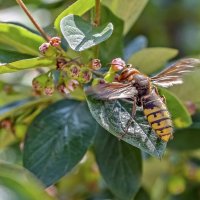 Шершень :: Валерий Иванович