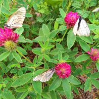Больше трёх не собираться :: Любовь Сахарова