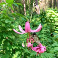 Под сенью цветка Лилии кудреватой :: Любовь Сахарова