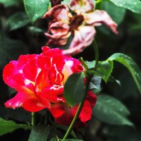 Королева :: Юрий Гайворонскiий