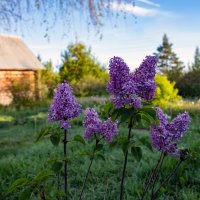 Весна :: Петр 