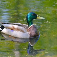 Кряква :: Константин Анисимов Кряква :: Константин Анисимов