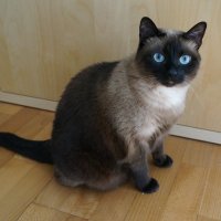 Туся :: Алёна Савина