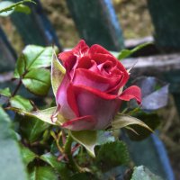 Бутон розы,Руби Стар :: Валентин Семчишин Бутон розы,Руби Стар :: Валентин Семчишин