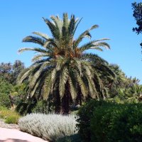 Барселона. :: Владимир Драгунский