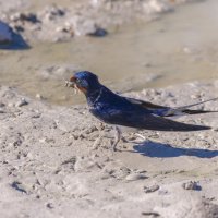 ласточки :: юрий макаров ласточки :: юрий макаров