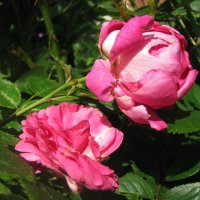 Нежные красавицы :: Людмила Смородинская