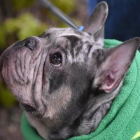 Москва. Парад французских бульдогов в усадьбе «Воронцово». :: Наташа ***** Москва. Парад французских бульдогов в усадьбе «Воронцово». :: Наташа *****