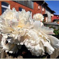 В палисаднике. :: Валерия Комова