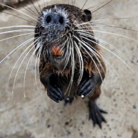 А у меня морква!!! :: Павел Fotoflash911 Никулочкин