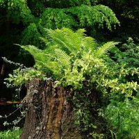 Страусник обыкновенный :: Рита Симонова