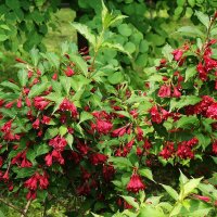 Вейгела :: Рита Симонова