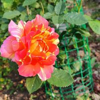 ,,, :: Сергей Тимоновский