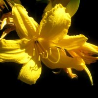 Солнечный Ли... :: Елена Семигина Солнечный Ли... :: Елена Семигина