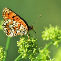 Бабочка :: Геннадий Супрун