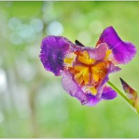 ИРИС... :: Elvira E. 