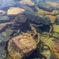 На берегу озера Тургояк. :: Алексей Трухин