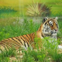 Кис-кис :: Павел Fotoflash911 Никулочкин Кис-кис :: Павел Fotoflash911 Никулочкин