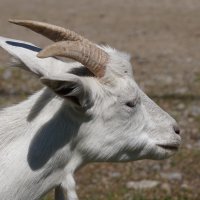 Мечтательная Коза :: Наталия Григорьева Мечтательная Коза :: Наталия Григорьева