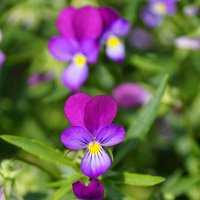 Фиалки :: Наталия Григорьева