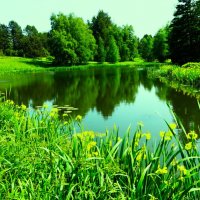 Цветение касатиков вокруг небольшого озера :: Aida10 