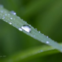 Капля на листке лилейника :: Александр Синдерёв