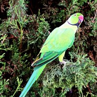 Холосяк :: Аркадий Басович Холосяк :: Аркадий Басович