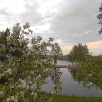 Яблоня :: Vyacheslav Gordeev