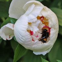 Наелся и спать завалился в колыбельке! :: Светлана 