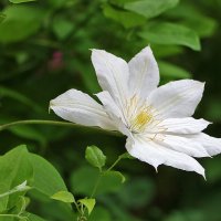 Июньский клематис :: Светлана 